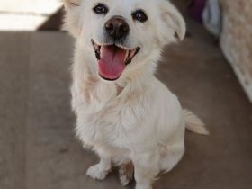 Hündin Sira / derzeit noch in Griechenland / vorgemerkt