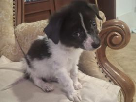 Kleiner Kämpfer Ulky sucht seine Menschen