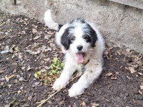 Fenja sucht Ihre Familie