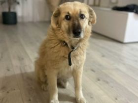 Traumhündin Patsy sucht liebevolles Zuhause