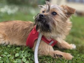 Toffee - ein echtes Goldstück