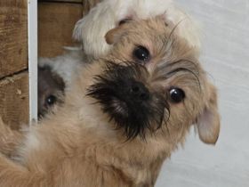 Toffee - ein echtes Goldstück