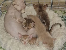 Aufgeweckte Brush-Sphynx Kitten suchen neues Zuhause