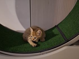 Aufgeweckte Brush-Sphynx Kitten suchen neues Zuhause