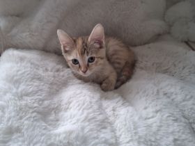 Aufgeweckte Brush-Sphynx Kitten suchen neues Zuhause