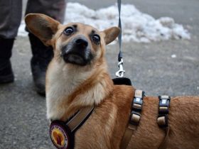 Kim - aussergewöhnliche Hundedame