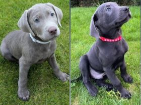 Reinrassige Labrador Welpen 11Wochen - mit Ahnentafel und EU-Heimtierausweis - noch 2 verfügbar