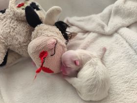 Malteser Welpe - Rüde, koreanische Linie, kleinbleibend