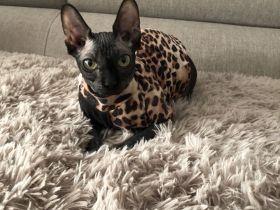 sphynx katze 3 jahre alt