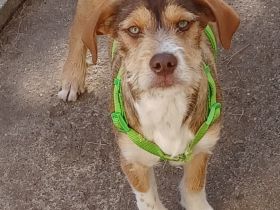 Valerio, a.d.Tierschutz, sucht liebes Happy-Home