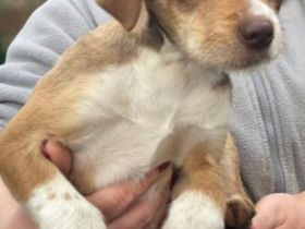 Valerio, a.d.Tierschutz, sucht liebes Happy-Home