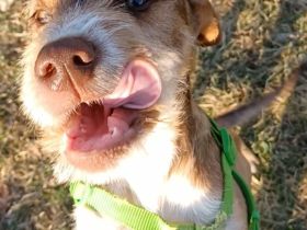 Valerio, a.d.Tierschutz, sucht liebes Happy-Home