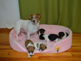 Jack Rassel Welpen