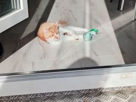 Roter Maine Coon Mix Kater