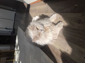 Deckkater Kovu Britisch Langhaar