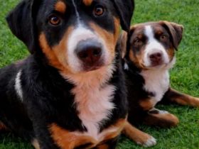 Appenzeller Sennenhunde Welpen , Hündin, Havanna Braun