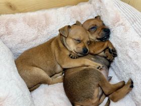 2 Prager Rattler suchen ein zu Hause ❤️