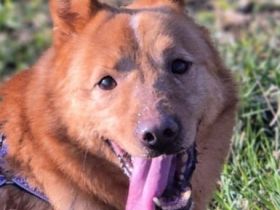 VERMITTLUNGSHILFE für Ben, 01/21 - süßer Fuchs sucht Familie