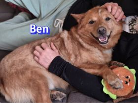 VERMITTLUNGSHILFE für Ben, 01/21 - süßer Fuchs sucht Familie