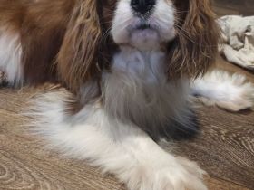 Cavalier King Charles Spaniel Welpen, Rüden und Hündinnen.