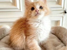 2 zuckersüße Maine Coon Kitten Kater N/N suchen ihr neues Zuhause