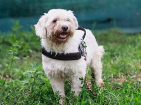 Wer heilt Herkules' seelische Wunden?