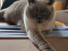 BKH-Kater, 11 Jahre alt, in liebevolle Hände abzugeben