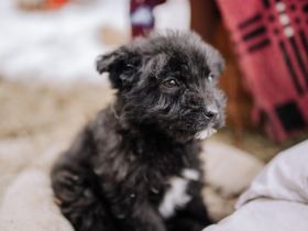 Pooka sucht sein Glück