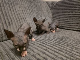 Sphynx Kätzchen