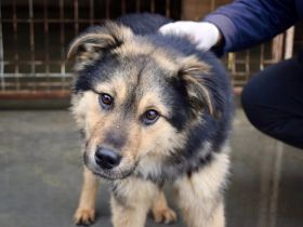 Der süße Percy sucht sein Glück