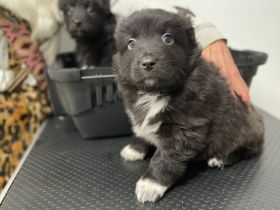 Zuhause gesucht für Geppetto