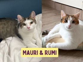 Traumpaar Mauri&Rumi sucht ein Zuhause