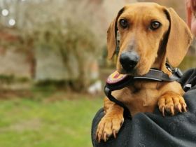 Dottie - wo sind die Dackel-Fans?