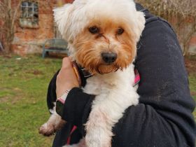 Smiljan - Westie-Fans gesucht