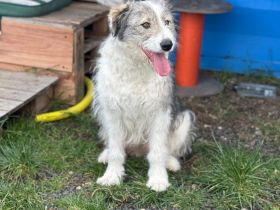 Schüchterne Lykke: Traumhund für geduldige Zweibeiner!