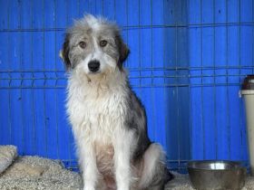 Schüchterne Lykke: Traumhund für geduldige Zweibeiner!