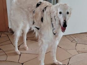 Dembe - sensibler Riese sucht Zuhause