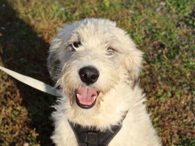 Stattliche Hündin Bonschi mit liebevollem Wesen