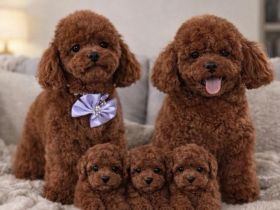 Asiatische Toypudel exklusiv in Mahagoni rot