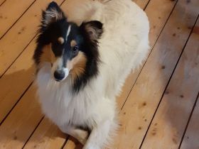 Traumhafter, liebevoller, sensibler Collierüde mit großem Herz (Deckrüde)