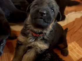 Deutsche Schäferhund Hündinnen suchen neues zu Hause