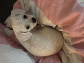 Malteser Chihuahua Welpe weiblich