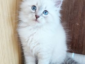 Reservierung geöffnet Reinrassige Neva Masquerade Kitten (14.03.2026)