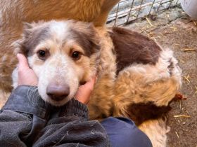 Wer schenkt Sally ein liebevolles Zuhause und sein Herz?