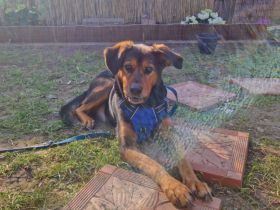 Champ sucht Altersruhesitz