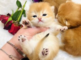 Reinrassige BKH Kitten von Champion Eltern