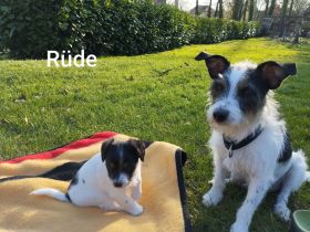 Jack Russel Welpen