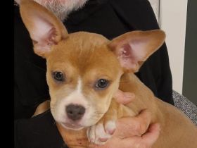 Retro Bully Hündin 12 Wochen mit Papieren