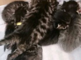 Katzen Bengal BKH Mix