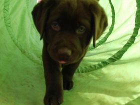 Labradore aus dem Sternwald